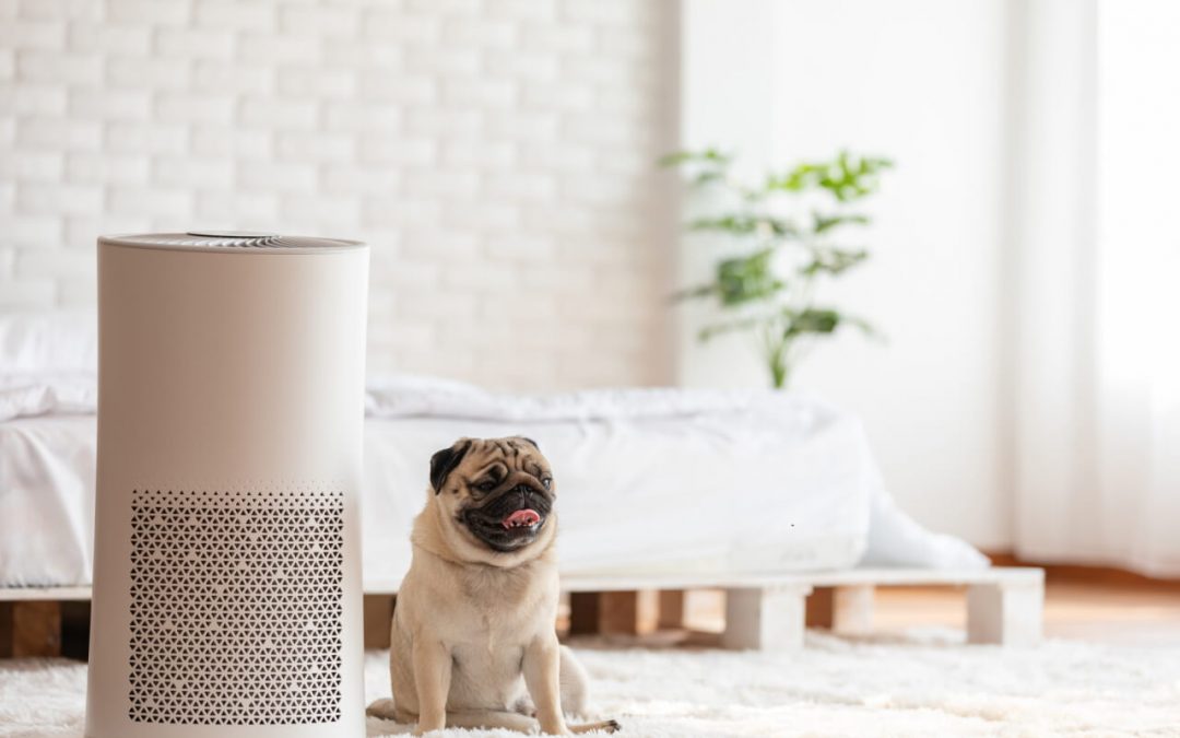 air purification for the home
